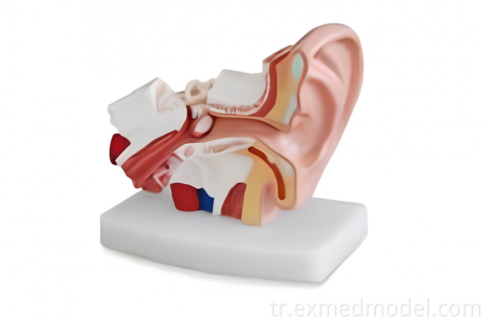 İnsan kulağı anatomi modeli Human Ear Anatomy Model